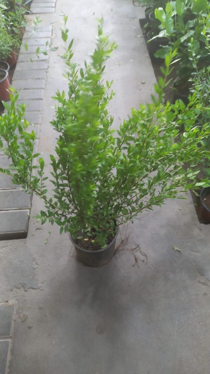 مشروع جلسات خارجية
