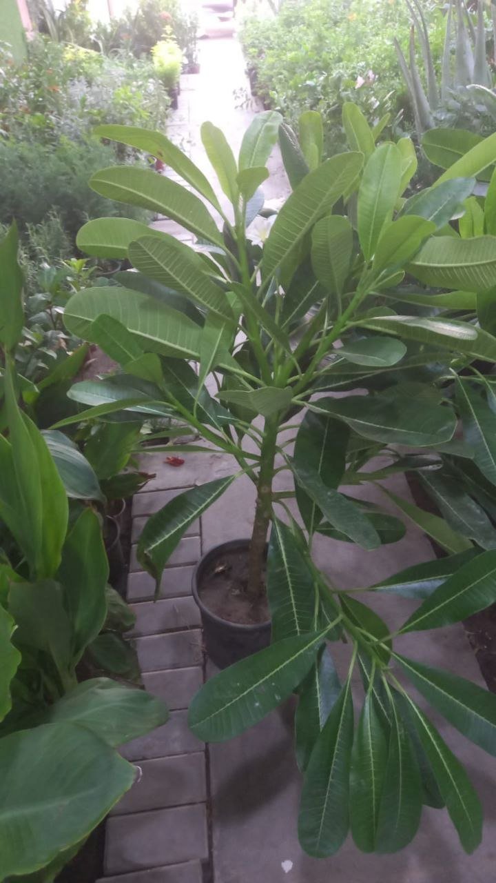 مشروع تنسيق زهور وأشجار